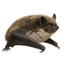 Attēlu rezultāti vaicājumam “Eptesicus nilssonii”