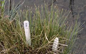 Attēlu rezultāti vaicājumam “Trichophorum cespitosum fruit”