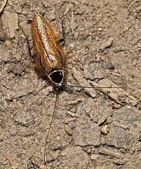 Attēlu rezultāti vaicājumam “Ectobius sylvestris”