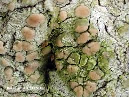 Attēlu rezultāti vaicājumam “Biatora sphaeroides”