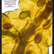 Attēlu rezultāti vaicājumam “Frullania tamarisci macro”