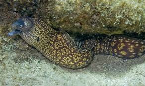 Image result for Muraena helena