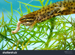 Attēlu rezultāti vaicājumam “Triturus vulgaris male”