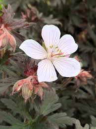 Attēlu rezultāti vaicājumam “Geranium pratense leaf”