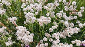 Attēlu rezultāti vaicājumam “Antennaria dioica male flower”