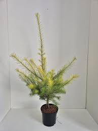 Attēlu rezultāti vaicājumam “Larix kaempferi”