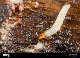 Attēlu rezultāti vaicājumam “Therevidae larva”