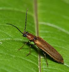 Attēlu rezultāti vaicājumam “Elateridae”