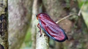 Attēlu rezultāti vaicājumam “Cicadellidae”