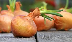 Image result for Zwiebeln