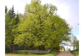 Attēlu rezultāti vaicājumam “Tilia cordata”