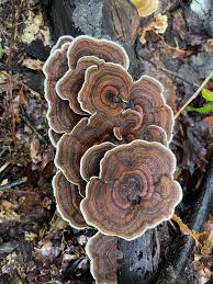 Attēlu rezultāti vaicājumam “Trametes suaveolens”
