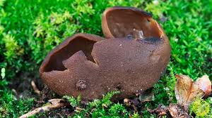 Attēlu rezultāti vaicājumam “Otidea bufonia”