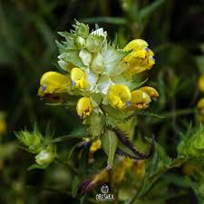 Attēlu rezultāti vaicājumam “Rhinanthus serotinus flower”
