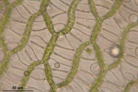 Attēlu rezultāti vaicājumam “Sphagnum centrale sporophyte”