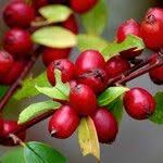 Attēlu rezultāti vaicājumam “Cotoneaster divaricatus fruit”