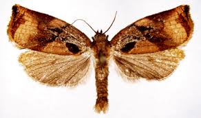 Attēlu rezultāti vaicājumam “Archips podana male”