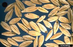 Attēlu rezultāti vaicājumam “Hordeum vulgare”