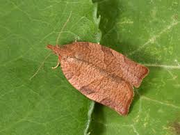 Attēlu rezultāti vaicājumam “Pandemis heparana”