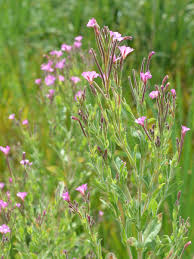 Attēlu rezultāti vaicājumam “Epilobium hirsutum”