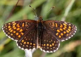 Attēlu rezultāti vaicājumam “Melitaea diamina underside”