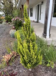 Attēlu rezultāti vaicājumam “Chamaecyparis lawsoniana”