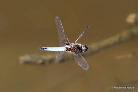 Attēlu rezultāti vaicājumam “Libellula fulva male”