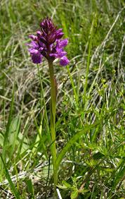 Attēlu rezultāti vaicājumam “Dactylorhiza russowii”