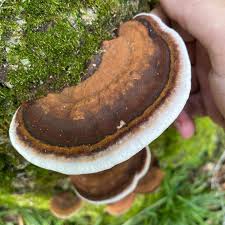 Attēlu rezultāti vaicājumam “Ganoderma applanatum”