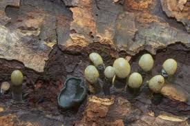 Attēlu rezultāti vaicājumam “Holwaya mucida”