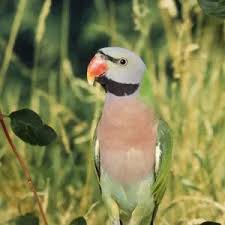 Attēlu rezultāti vaicājumam “Hippolais caligata adult”