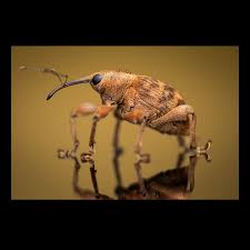 Attēlu rezultāti vaicājumam “Curculio nucum”