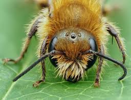 Image result for Boccia In Epsom & Ewell (Bees)