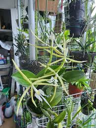 Attēlu rezultāti vaicājumam “Heterotrichia oerstedii (syn. Arcyria oerstedii) stalked”