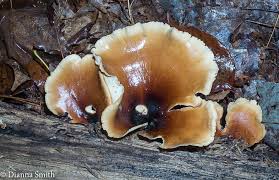 Attēlu rezultāti vaicājumam “Polyporus badius”