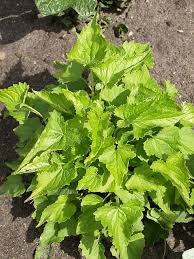 Image result for Campanula trachelium