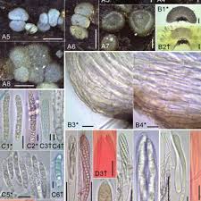 Attēlu rezultāti vaicājumam “Hyaloscypha hyalina”