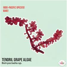 Attēlu rezultāti vaicājumam “Lycogala botrydium macro”