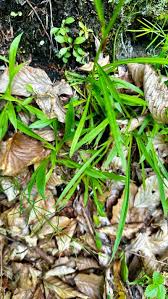 Attēlu rezultāti vaicājumam “Silene viscaria fruit”