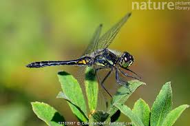 Attēlu rezultāti vaicājumam “Sympetrum danae”