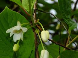 Attēlu rezultāti vaicājumam “Schisandra chinensis”