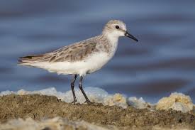 Image result for Calidris ruficollis
