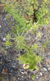 Attēlu rezultāti vaicājumam “Eryngium planum leaf”