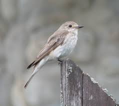 Attēlu rezultāti vaicājumam “Muscicapa striata”