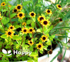 Image result for Sanvitalia procumbens