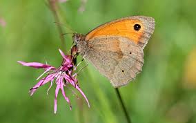 Attēlu rezultāti vaicājumam “Maniola jurtina male”