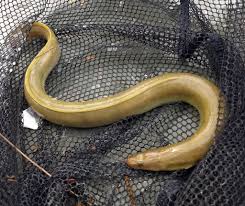 Image result for Anguilla rostrata