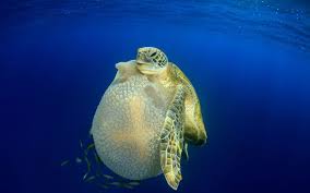 Image result for Chelonia mydas