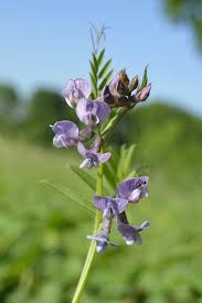 Attēlu rezultāti vaicājumam “Vicia sepium flower”