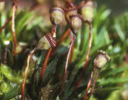 Attēlu rezultāti vaicājumam “Pogonatum nanum”